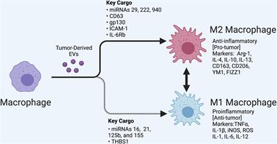 Tumor-Derived Extracellular Vesicles: A Means of Co-opting Macrophage Polarization in the Tumor Microenvironment